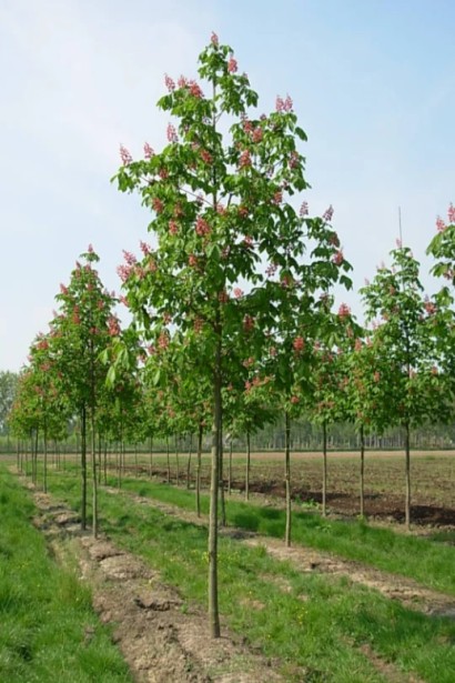 Гіркокаштан криваво-м’ясний Бріоті в полі